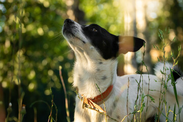 Beautiful portrait of a dog in a birch grove