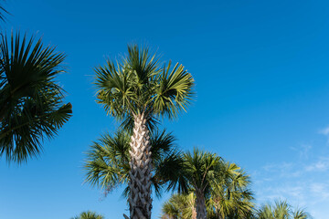 Fototapeta na wymiar Palm trees Florida background