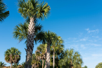 Fototapeta na wymiar Lush tropical palm trees background