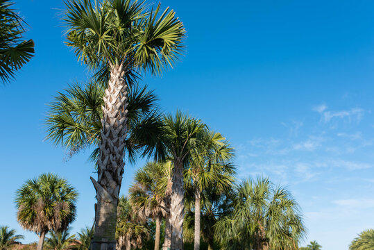 Lush tropical palm trees background