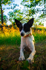 Basenji dog in a picturesque nature, resting with an animal