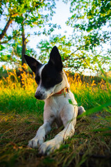 Basenji dog rests in the grass, walk with a man in nature