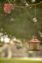 bird feeder and summer rain in the neighborhood