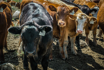 curious cows