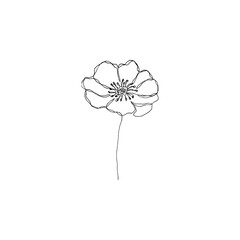 Simple and clean hand drawn floral. Sketch style botanical illustration. Great for invitation, greeting card, packages, wrapping, etc. 