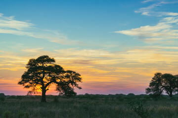 atardecer de campo con árbol de algarrobo en primer plano con el sol detrás