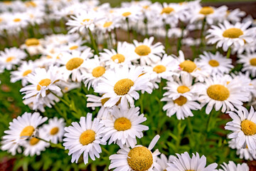 Daisy flower on green meadow in the evening