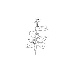 Simple and clean hand drawn floral. Sketch style botanical illustration. Great for invitation, greeting card, packages, wrapping, etc. 