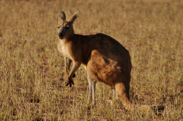 Naklejka na ściany i meble A male Red kangaroo, the largest marsupial and Australian mammal. They stand up to 1.8m tall.