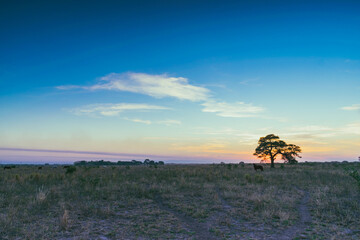 atardecer de campo con árbol de algarrobo en primer plano con el sol detrás