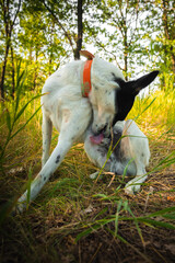 Wild dog with an excited penis, photo for study