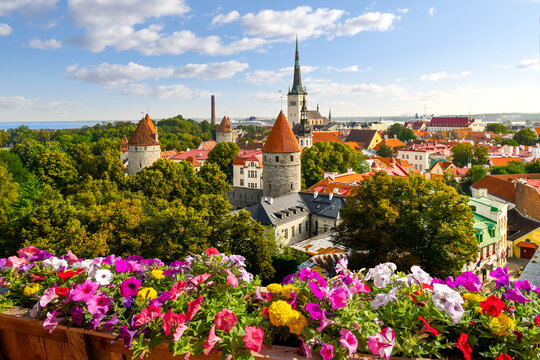 Fototapeta Late afternoon view from Toompea Hill overlooking the medieval walled city of Tallinn Estonia along the Baltic coast of Northern Europe.