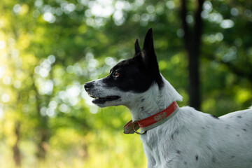 Dog in profile, Basenji in a very expressive pose