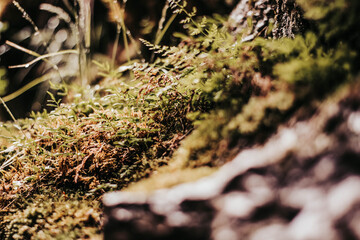 moss