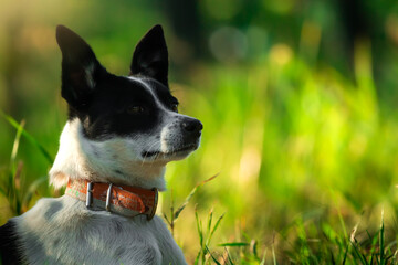 Portrait of a dog in the forest, basenji on a background of foliage