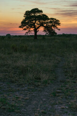 atardecer de campo con árbol de algarrobo en primer plano con el sol ya puesto en horizonte