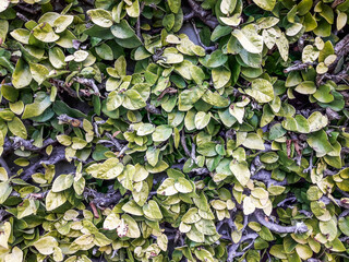 background of green leaves  - climbing plant 