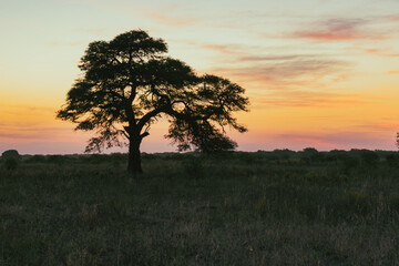 Obraz premium atardecer de campo con árbol de algarrobo en primer plano con el sol ya puesto en horizonte