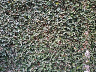 wall with vines full of green leaves