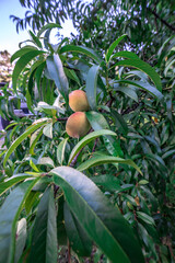 beautiful peach tree with ripe peaches