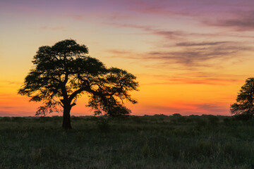 Fototapeta na wymiar atardecer de campo con árbol de algarrobo en primer plano con el sol ya puesto en horizonte