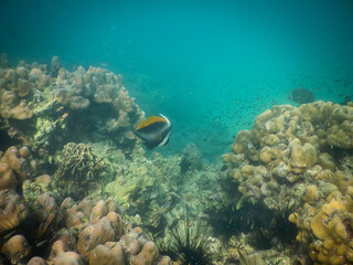 Fototapeta na wymiar Reef and corals at Ao Nang Bay, Thailand