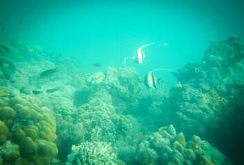Fototapeta na wymiar Reef and corals at Ao Nang Bay, Thailand