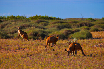 A mob of red kangaroos feeding on grass.