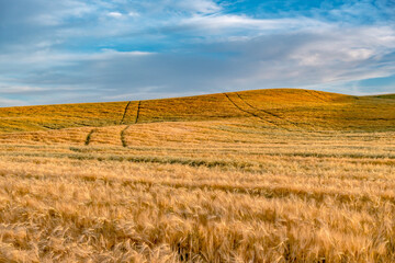 magical wheat farm fields in palouse washington
