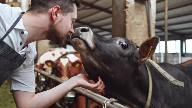 Black cow licking young laughing man face by tongue. Close-up. Tender relationship between farmer and cows on modern dairy farm. Sunny day light. Farm worker enjoying favorite job on countryside. 4K