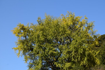 長谷寺植物