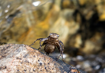 Insect on a rock