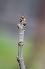 Fig tree (Ficus carica) leaf bud and developing fruit 
