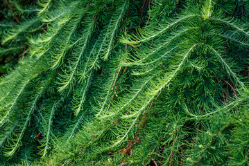 Closeup of Weeping European Larch as a nature background
