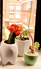 
Cactus and succulent