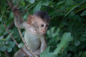 可愛いサル