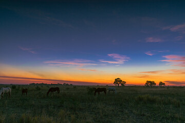 atardecer de campo con el sol ya puesto en horizonte
