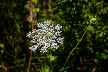 Meadow plants and flowers in the summer 