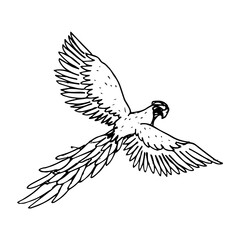 Naklejka premium Parrot hand drawn icon