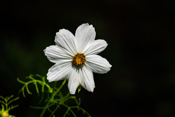 Fototapeta premium White cosmos flower