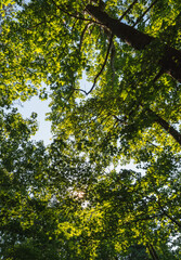 Trees seen from lower angle in a forest