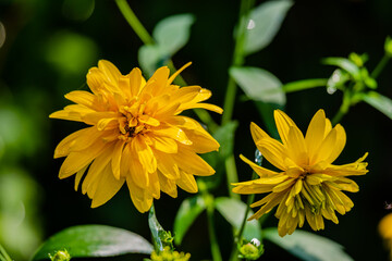 Yellow dahlia flowers in the garden 