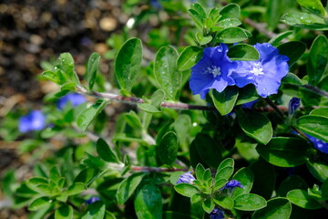 blue violet flowers