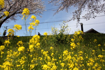 土手の桜と菜の花