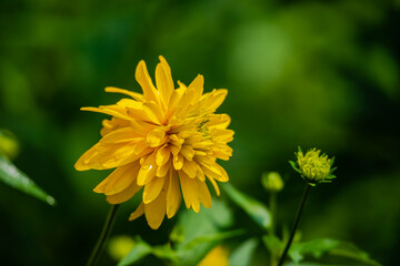 Yellow dahlia flowers in the garden 