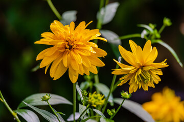 Yellow dahlia flowers in the garden 