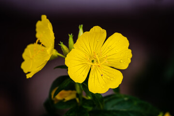 Sundrops flowers 
