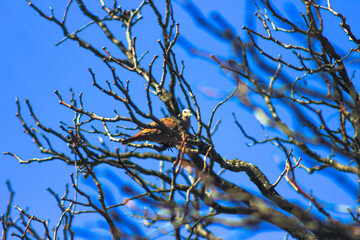 Passáro, Bird, Galhos, Céu Azul
