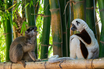 マダガスカルのコクウェレルシファカ(Coquerel's sifaka)とブラウンキツネザル(Common brown lemur) © exs