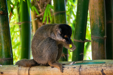 マダガスカルのブラウンキツネザル(Common brown lemur)